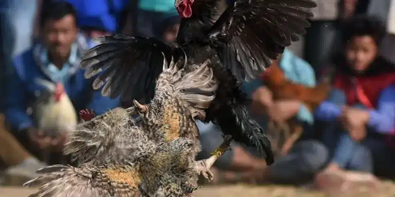 Đá Gà Những điểm hấp dẫn của đá gà trực tuyến 188Bet