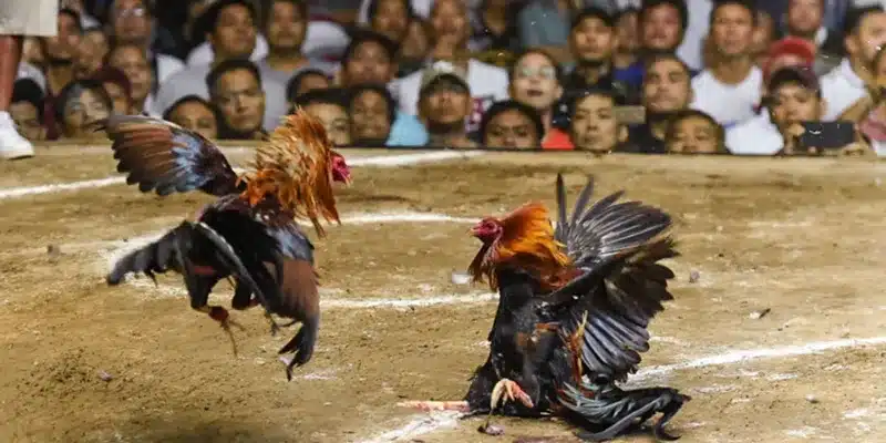 Đá Gà Các loại cược trong đá gà trực tuyến 188Bet