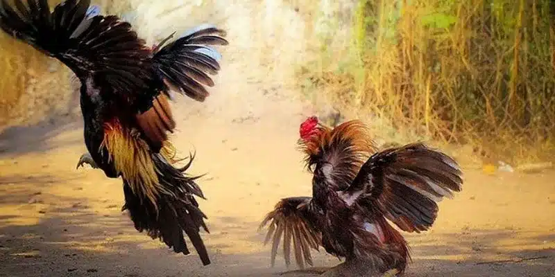 Khám phá tỷ lệ kèo đá gà nhà cái hấp dẫn tại 188Bet Kèo chẵn lẻ là một loại kèo đá gà nhà cái tương đối đơn giản