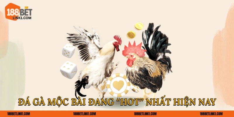 Đá gà Mộc Bài đang “hot” nhất hiện nay
