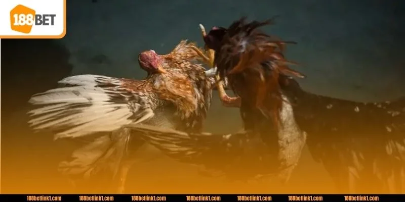 Một vài sai lầm cơ bản mà không ít sư kê thường gặp phải.