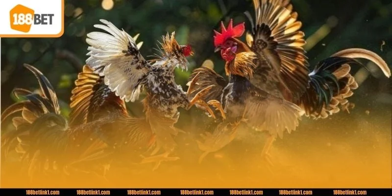 Soi kèo đá gà không quan sát tổng thể thế cục dễ dẫn tới sai lầm.