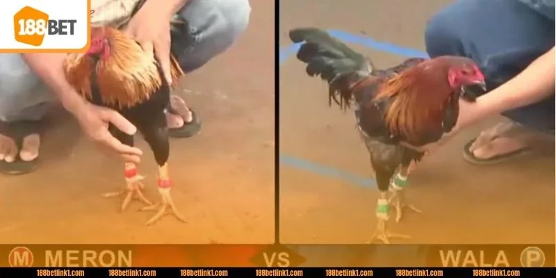 Vận dụng đúng các kỹ thuật soi kèo gà đá đỉnh cao sẽ giúp người chơi tăng tỷ lệ thắng.